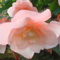 Begonia odorata fleur (2)